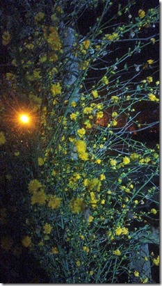 IMG-20250323-WA0039