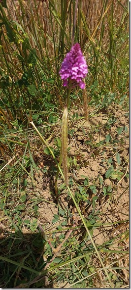 4a