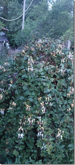6a